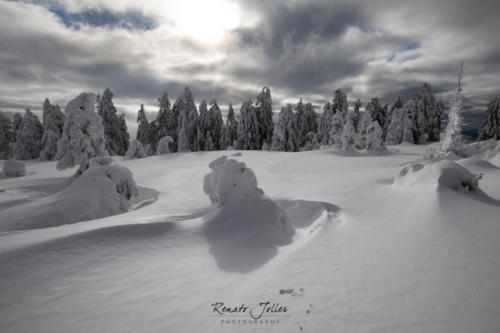 Black Forest Lappland